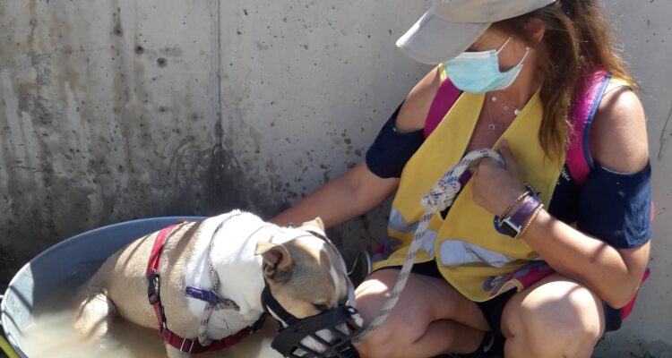 Voluntariado con el Centro de Protección de Animales