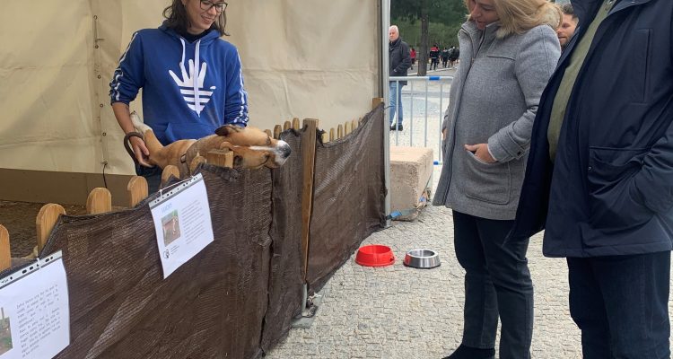 Salón de Adopción de Animales de Compañía 2023