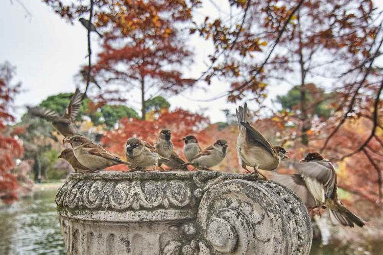 Gorriones en los alrededores del lago del Palacio de Cristal. © Antonello Dellanotte