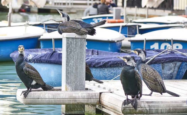 Cormorán grande. © Antonello Dellanotte