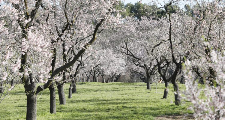 Quinta de los Molinos. Almendros