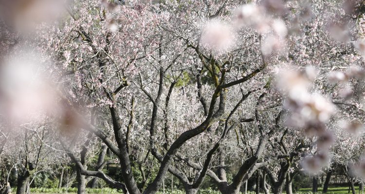 Quinta de los Molinos. Almendros