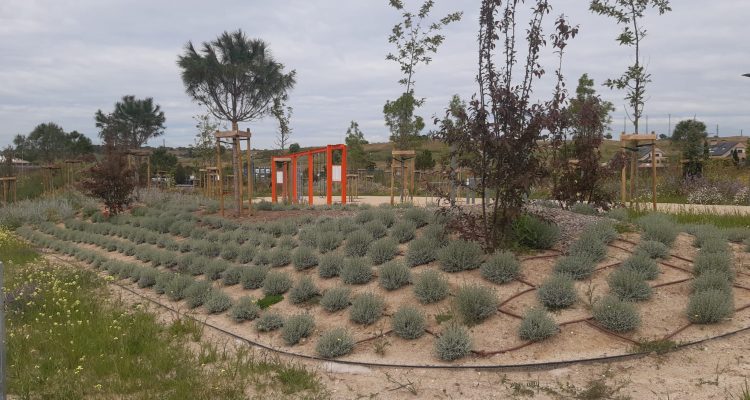 Parcela renaturalizada en Arroyo del Fresno