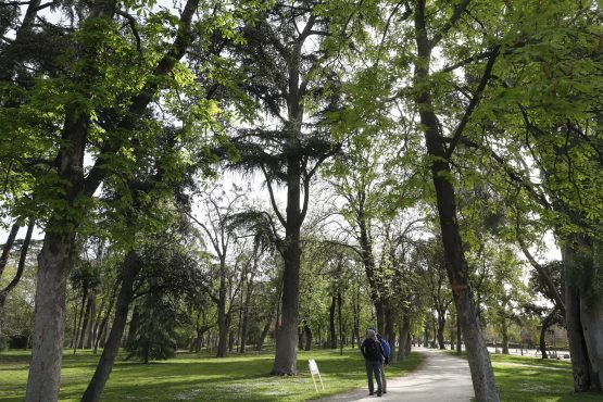 Arbolado parque del Retiro (imagen de archivo)