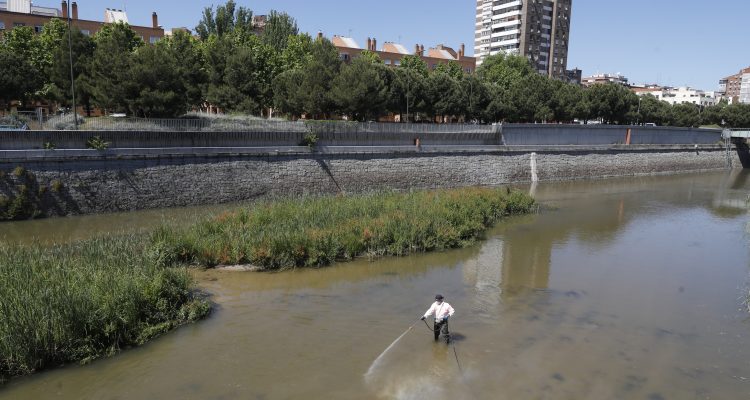 Actuaciones contra la mosca negra en el río Manzanares