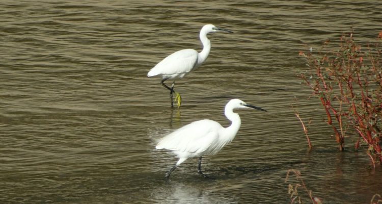 Observación de aves en el río Manzanares