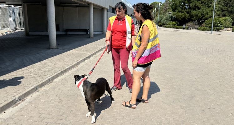 Fernández y González asisten a una actividad de Voluntarios por Madrid en el Centro de Protección Animal