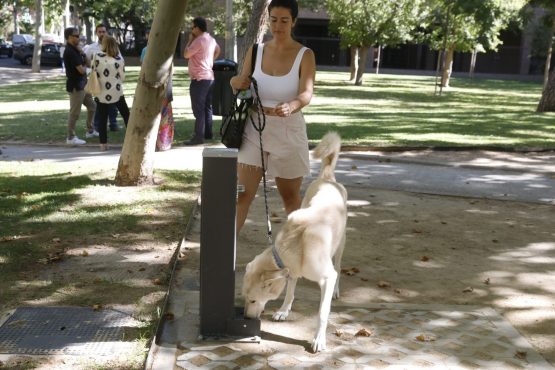 Imagen de una de las nuevas fuentes accesible también para mascotas