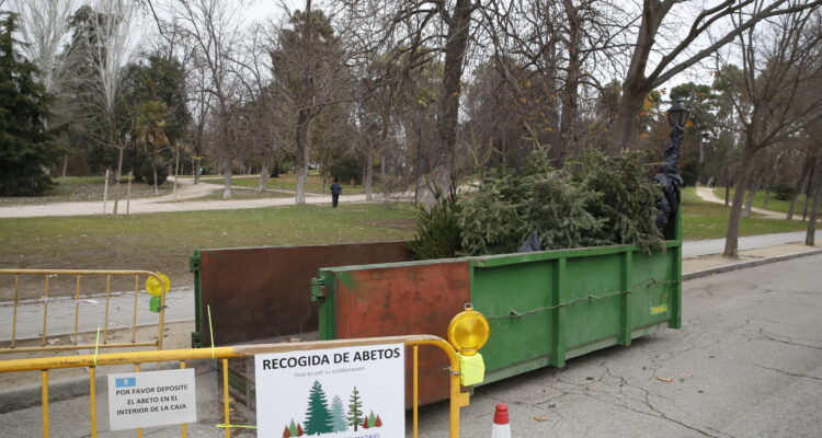 Inicio de la campaña de recogida de abetos navideños