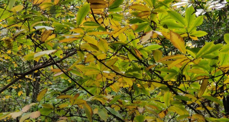 'Castanea sativa' o árbol del castaño