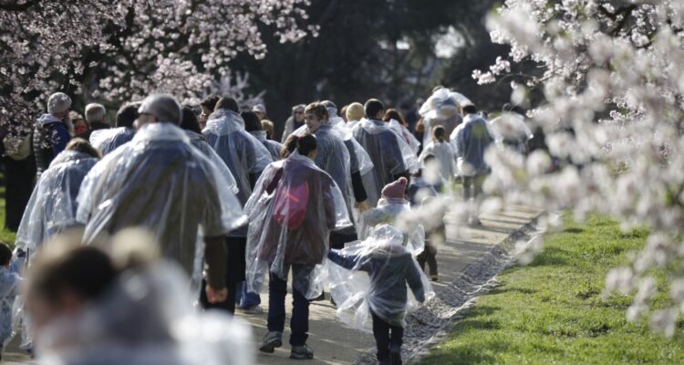 Espacio Abierto celebra la floración de los almendros con un espectáculo inmersivo de danza