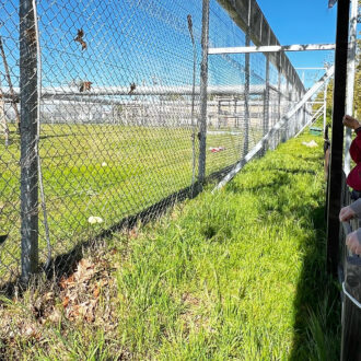 El concejal de Barajas, Juan Peña, junto a una guía del Centro de Rescate de Primates Chimpatía observando a un chimpancé