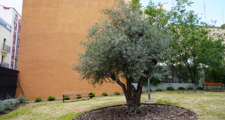 IMAGEN DE UN ARBOL EN EL JARDÍN