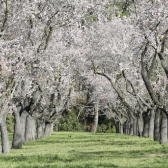 La Quinta de los Molinos. Imagen de archivo