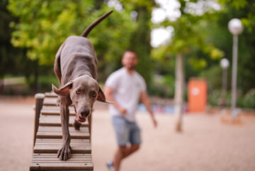 Área canina del parque Roma