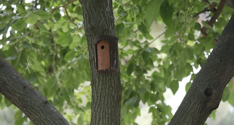 Caja nido para especies avícolas en parque de Carabanchel