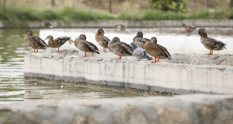 Fauna del parque Emperatriz María de Austria