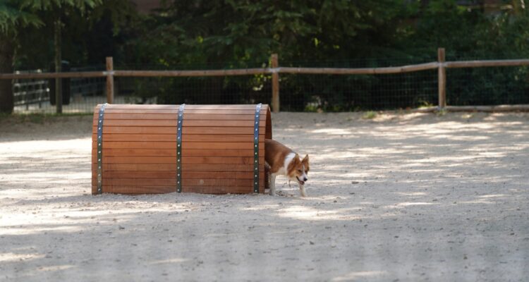 Zona canina en el Parque Z de Moratalaz