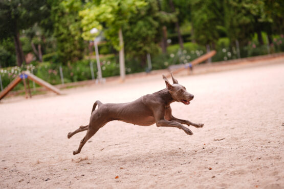 Un perro jugando en un área canina