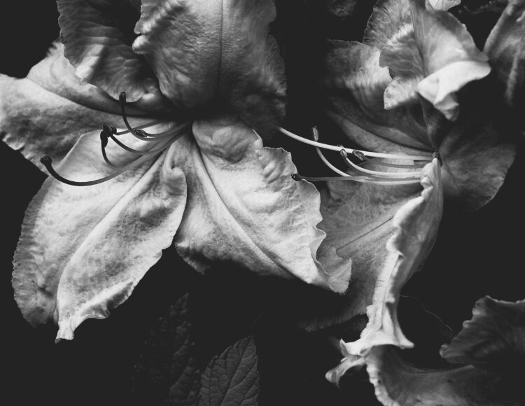 La descortesía del fin del mundo: una conversación con Renata Salecl en 'Pensamiento + Literatura' de Contemporánea Condeduque