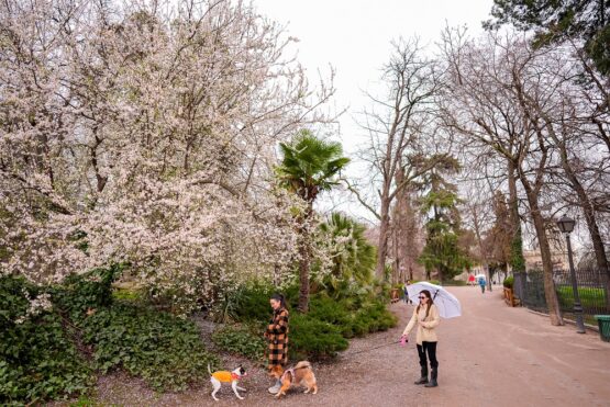 Una mujer paseando con un perro en una zona de árboles