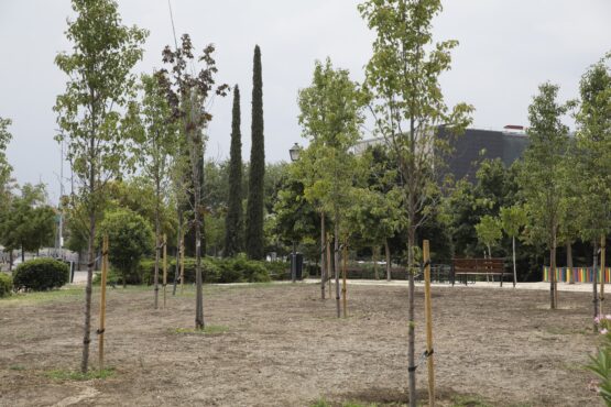 Parque con árboles recién plantados