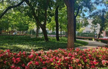 Flores en el Jardín de Vista Alegre