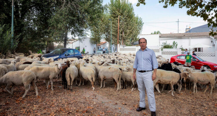 Carabante con rebaño trashumante