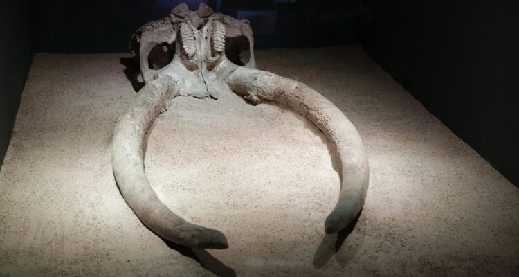 Muestra arqueológica del Museo de San Isidro