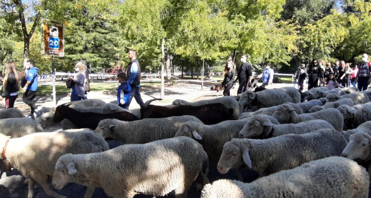 Imagen de archivo Fiesta de la Trashumancia en la Casa de Campo