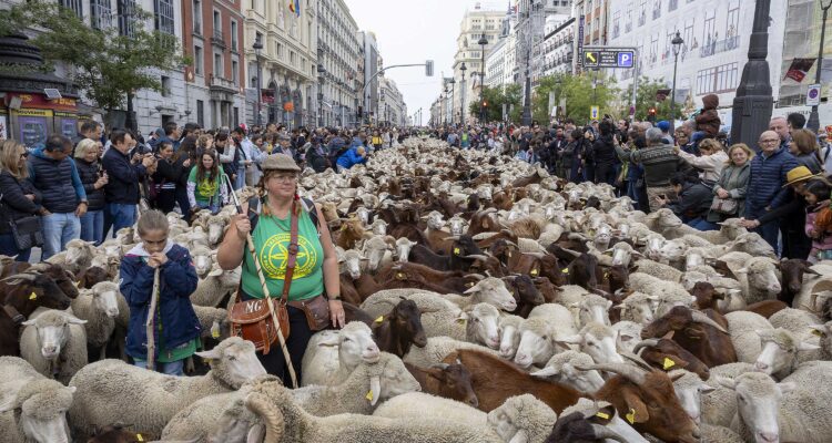 Imagen de archivo Fiesta de la Trashumancia en la calle de Alcalá