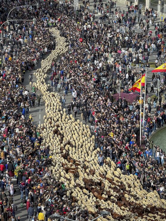 Imagen de archivo Fiesta de la Trashumancia en plaza de Cibeles