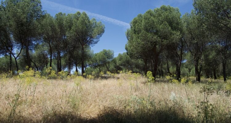 Casa de Campo. Imagen de Madrid Film Office