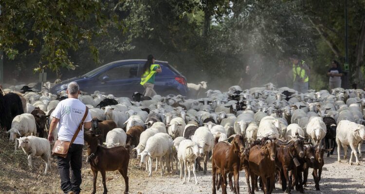 Rebaño en trashumancia a Madrid