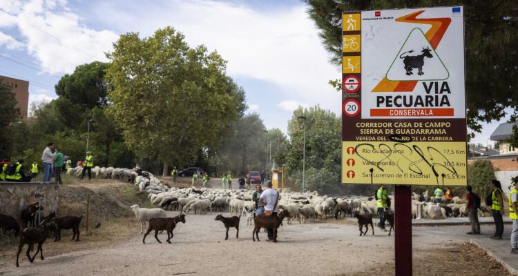 Vía por la que transcurre la trashumancia