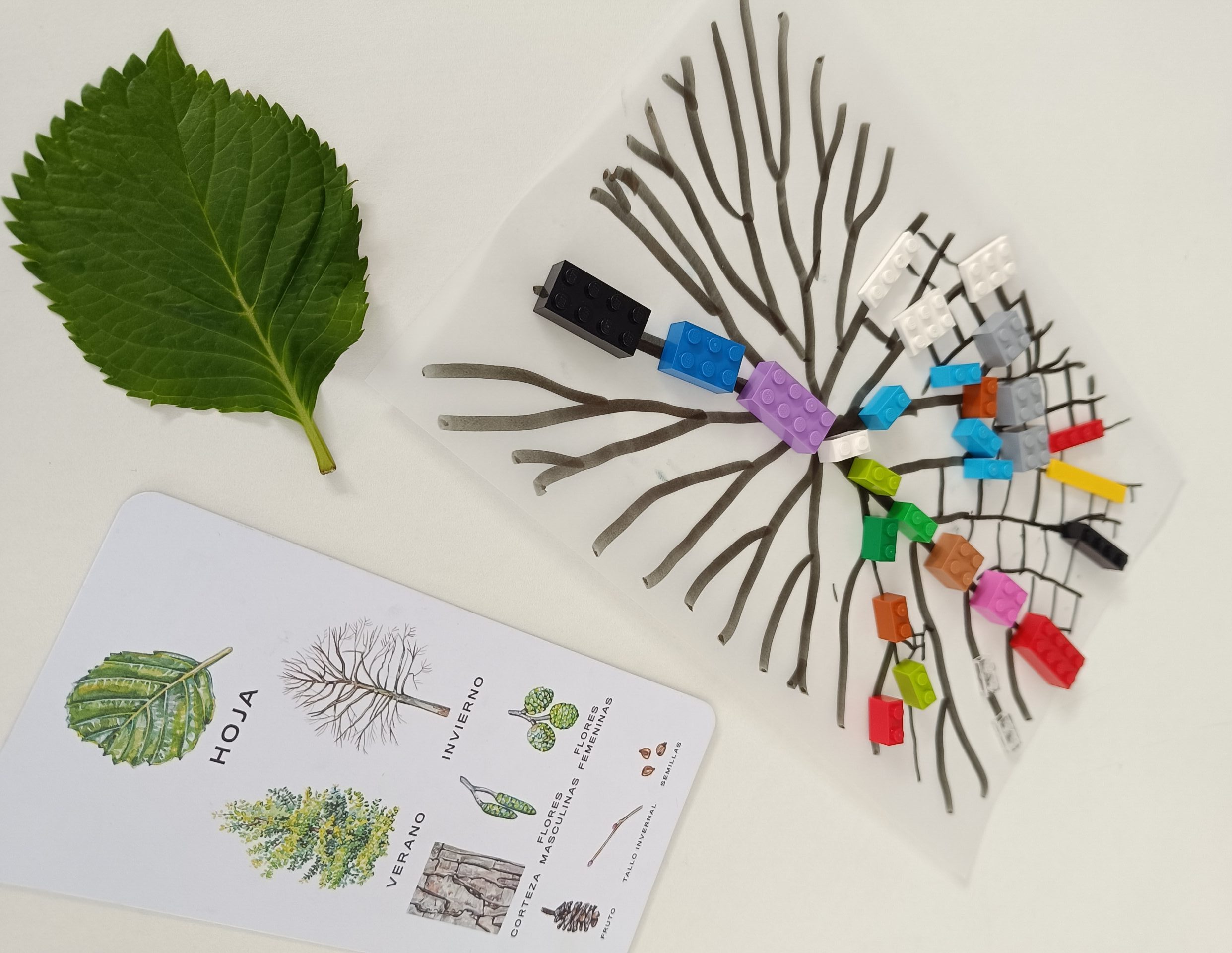 El taller 'Anatomía de una hoja', que se imparte en Espacio abierto, abre un diálogo entre urbanismo y naturaleza