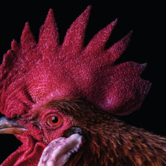 Cartel de 'The Animals'