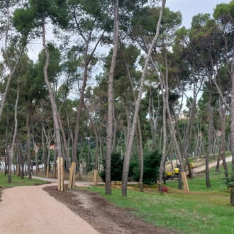 Zona arbolada en Pinar de la Elipa