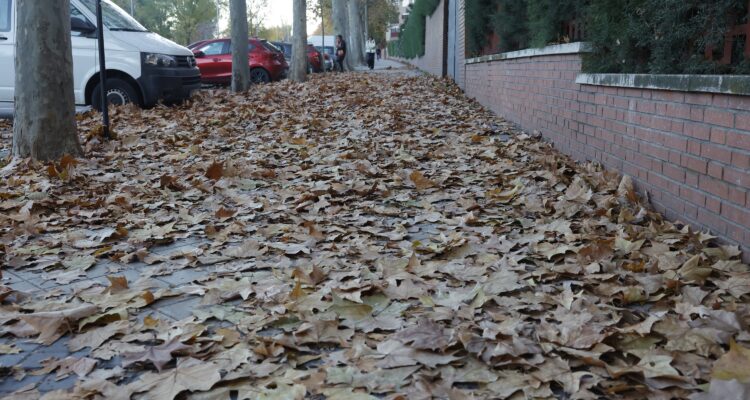 Espacio con hojas en vía pública donde se realizarán las labores de recogida