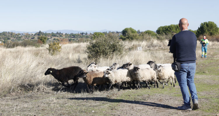 Ovejas participantes en proyecto de pastoreo