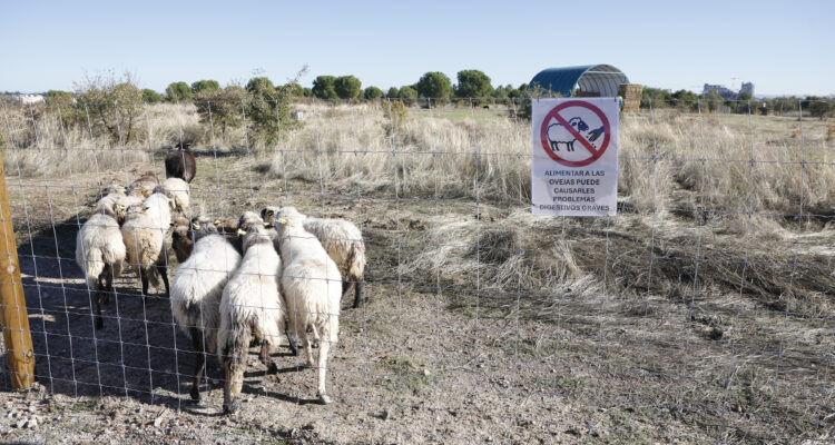 Rebaño participante en proyecto de pastoreo en zona Valdebebas