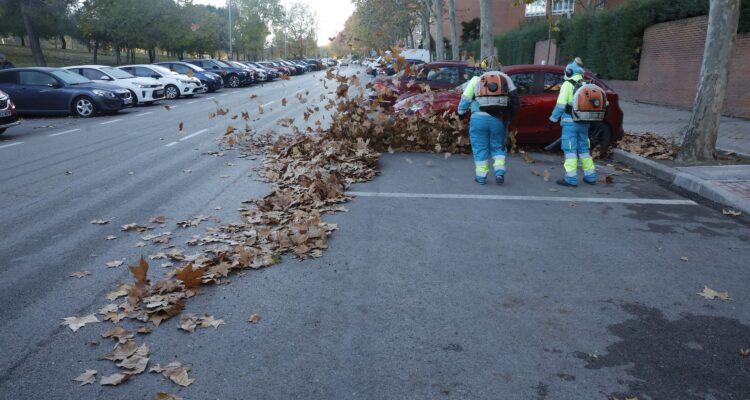 Recogida hoja en zona de Madrid