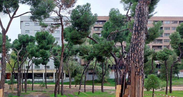 Zona arbolada en Pinar del Rey