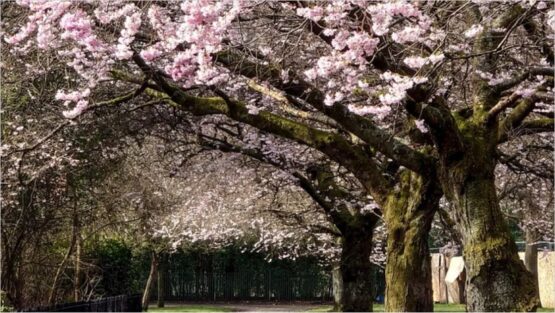 'El jardín de los cerezos' dirigida por Pérez de la Fuente, en el Teatro Fernán Gómez