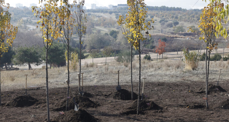 El concejal delegado de Limpieza y Zonas Verdes, José Antonio Martínez Páramo, junto al concejal de Hortaleza, David Pérez, han participado hoy en la segunda plantación del Bosque del Propósito en el parque forestal de Valdebebas-Felipe VI.