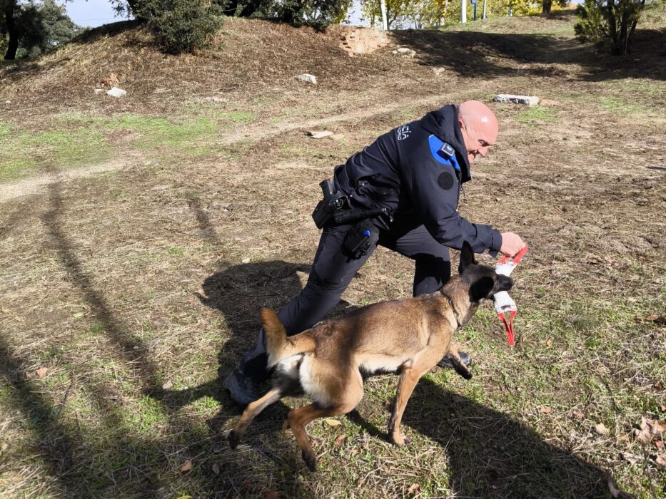 Entrenamiento de los perros policía de la Sección Canina de la Policía
