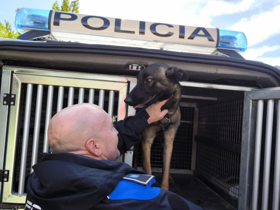 Entrenamiento de los perros policía de la Sección Canina de la Policía