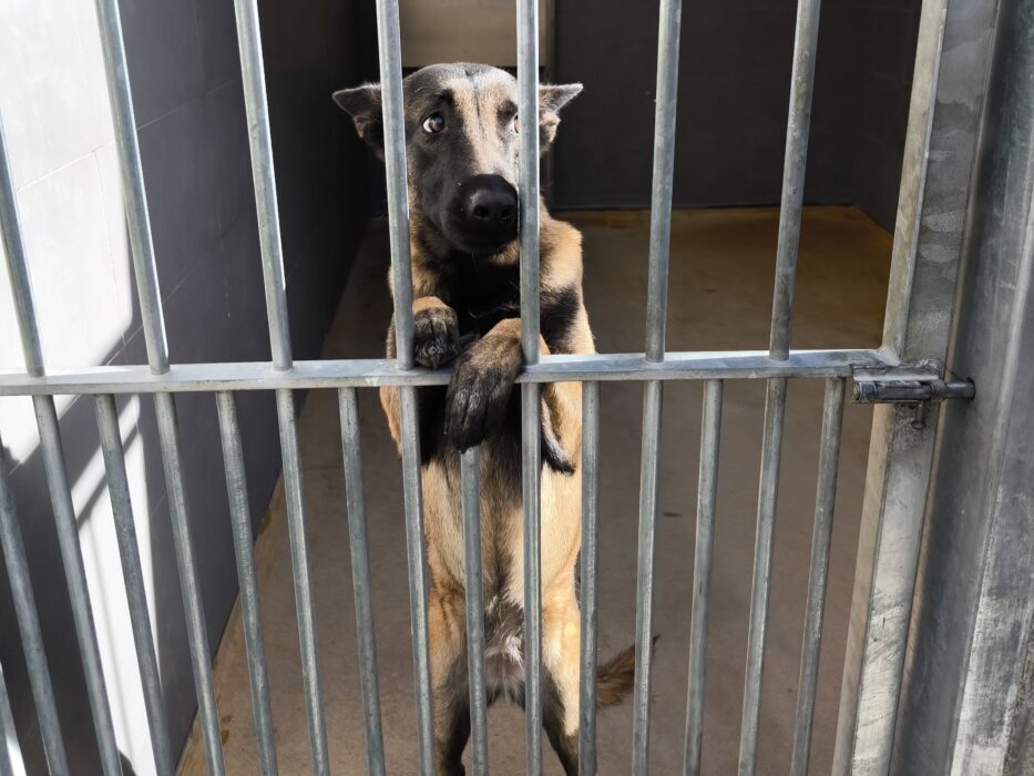 Un integrante de los perros policía de la Sección Canina de la Policía Municipal de Madrid