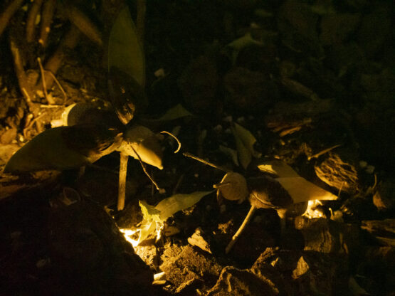 Imagen del taller infantil ‘Luciérnagas de juguete’