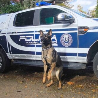 Perro policía de la Sección Canina frente a un coche de la Policía Municipal de Madrid